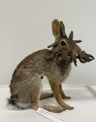 colorado rabbits with tentacles